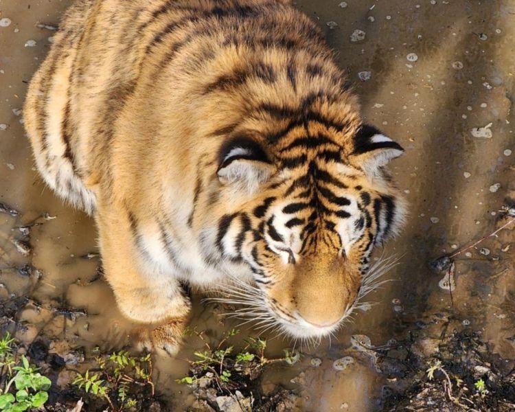 В парке тигров под Можайском поселился Леопольд новости Можайска 