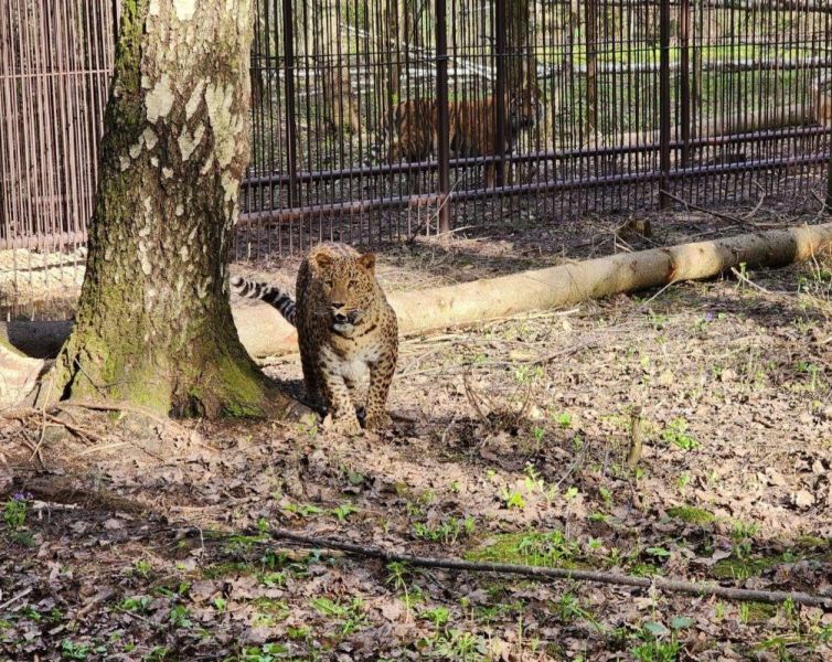 В парке тигров под Можайском поселился Леопольд новости Можайска 