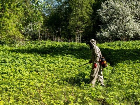 Власти ищут того, кто способен истребить борщевик в округе новости Можайска 