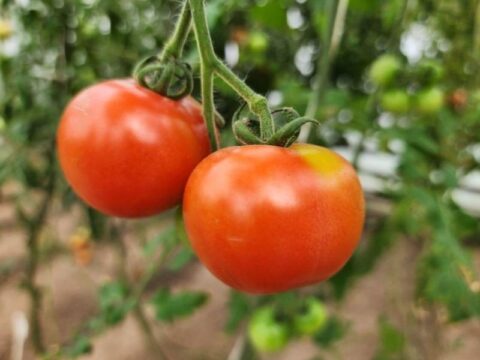 Более 3 гектаров огурцов, помидоров и капусты: в можайском колхозе выращивают экологически чистые овощи новости Можайска 