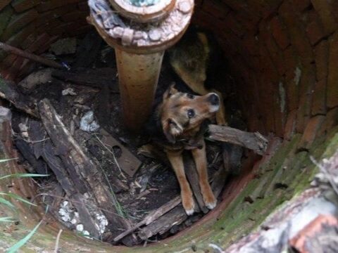 Можайские спасатели освободили собаку из подземного плена новости Можайска 